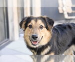 Small Photo #8 Australian Shepherd-Unknown Mix Puppy For Sale in Sandy, UT, USA