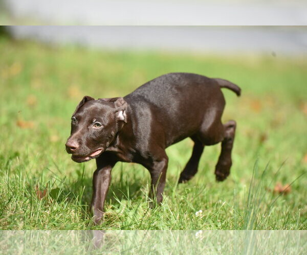 Medium Photo #3 Chocolate Labrador retriever-Pointer Mix Puppy For Sale in Mechanicsburg, PA, USA