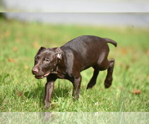 Frodo - Male Chocolate Labrador retriever-Pointer Mix Dog for Adoption - Photo #3