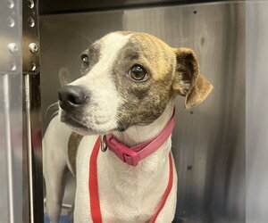 Mutt Dogs for adoption in Naples, FL, USA