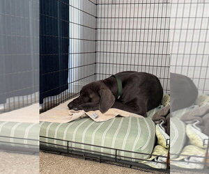 Rune - Male Great Dane Dog for Adoption - Photo #2