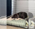 Small Photo #2 Great Dane Puppy For Sale in Bullard, TX, USA