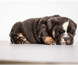 Bulldog Puppy for sale in BEL TIBURON, CA, USA