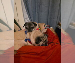Maci - Female Pug Dog for Adoption - Photo #2