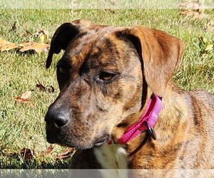 Mutt Dogs for adoption in Woodbury, NY, USA