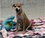 Small #2 Boxer Mix