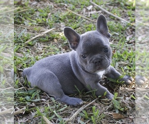 French Bulldog Puppy for sale in PORT SAINT LUCIE, FL, USA