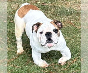 Bulldog Dogs for adoption in Alexander, AR, USA