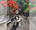 Small Photo #4 Siberian Husky Puppy For Sale in AUBURN, NY, USA