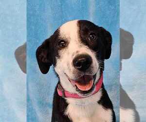 Border Collie-Collie Mix Dogs for adoption in New York, NY, USA