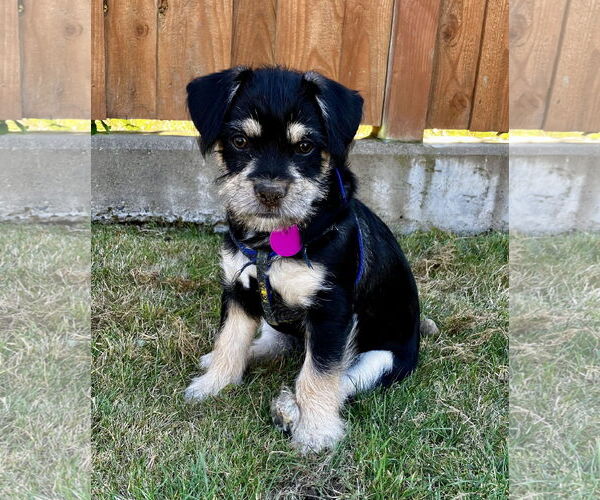Medium Photo #1 Mutt Puppy For Sale in Bellevue, WA, USA