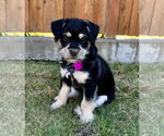 Small Mutt