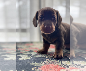 Dachshund Puppy for sale in ELFERS, FL, USA