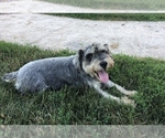 Small Photo #1 Schnoodle (Miniature) Puppy For Sale in LARCHWOOD, IA, USA