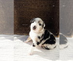 Puppy Ranger Australian Shepherd
