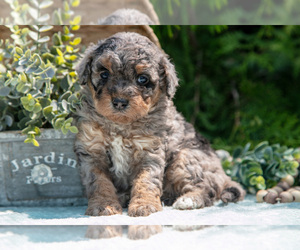 Miniature Bernedoodle Litter for sale in BREMEN, IN, USA