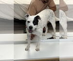 Small #20 American Bulldog-Labrador Retriever Mix