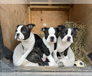 Boston Terrier Puppy for sale in YELLOW SPRINGS, OH, USA