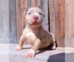 Small Photo #4 American Bully Puppy For Sale in LOS ANGELES, CA, USA