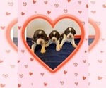 Small Photo #2 English Springer Spaniel Puppy For Sale in EHRHARDT, SC, USA
