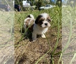 Small Photo #13 Shih Tzu Puppy For Sale in VENETA, OR, USA