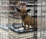 Small #2 Mutt