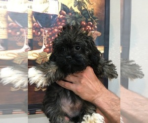 Mal-Shi Puppy for sale in SARASOTA, FL, USA