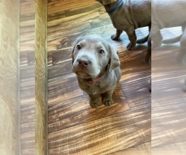 Medium Photo #4 Labrador Retriever Puppy For Sale in HADLOCK, WA, USA