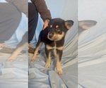 Small Photo #6 Pomsky-Shiba Inu Mix Puppy For Sale in NASHUA, NH, USA