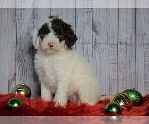 Poodle (Miniature)-Sheepadoodle Mix Puppy for sale in FREDERICKSBG, OH, USA