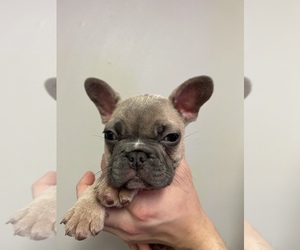 French Bulldog Puppy for sale in TAMPA, FL, USA