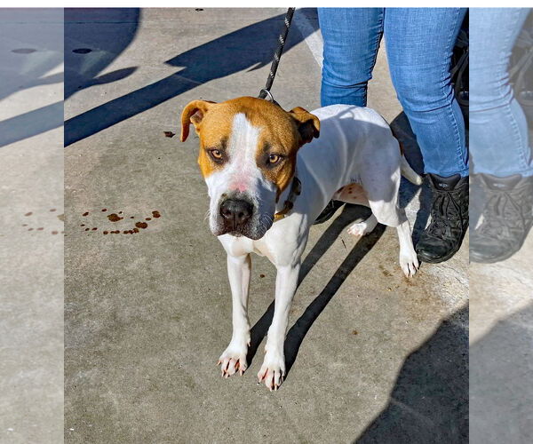 Medium Photo #9 Mutt Puppy For Sale in Rowlett, TX, USA