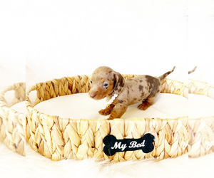 Dachshund Puppy for sale in DAVIS, CA, USA
