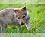 Small #14 Czech Wolfdog