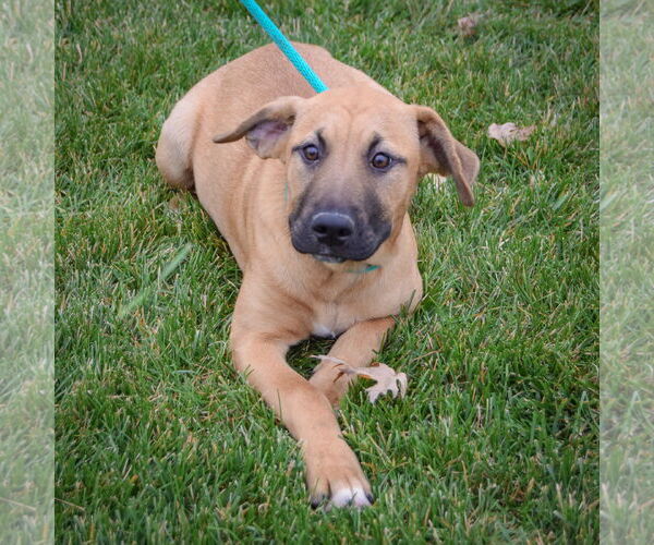 Medium Photo #4 Black Mouth Cur-German Shepherd Dog Mix Puppy For Sale in Huntley, IL, USA