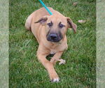 Small #3 Black Mouth Cur-German Shepherd Dog Mix