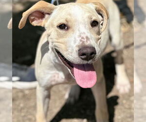 Labrador Retriever-Unknown Mix Dogs for adoption in Canton, CT, USA