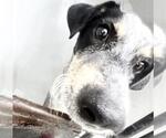 Small Rat Terrier