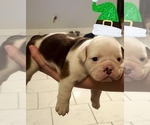 Small Photo #5 Bulldog Puppy For Sale in GRIFFIN, GA, USA