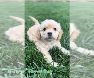 Cavapoo-Poovanese Mix Puppy for sale in PROVO, UT, USA