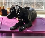 Small Photo #13 German Shorthaired Pointer Puppy For Sale in MCKINNEY, TX, USA