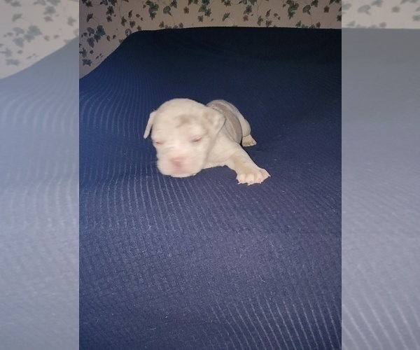 Medium Photo #8 Olde English Bulldogge Puppy For Sale in HAMLER, OH, USA