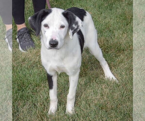 Medium Photo #2 American Staffordshire Terrier-Unknown Mix Puppy For Sale in Huntley, IL, USA