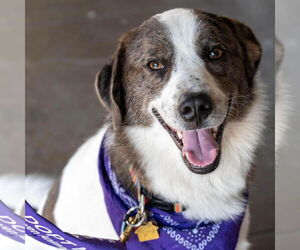 Great Pyrenees-Unknown Mix Dogs for adoption in Fort Worth, TX, USA