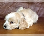 Small Photo #1 Cocker Spaniel Puppy For Sale in TERRY, MS, USA