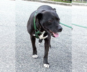 Labrador Retriever-Unknown Mix Dogs for adoption in Cary, NC, USA