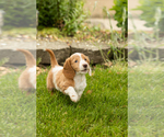 Small #4 Dachshund