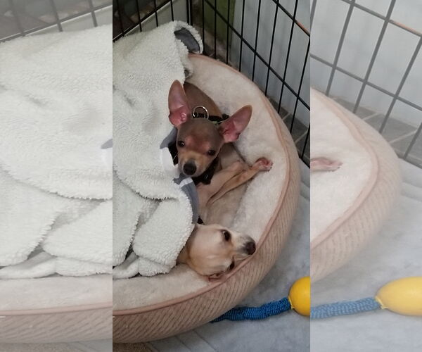 Medium Photo #16 Chihuahua Puppy For Sale in Oakhurst, NJ, USA