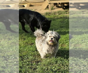 Patsy Tzu - Female Shih Tzu Dog for Adoption - Photo #3