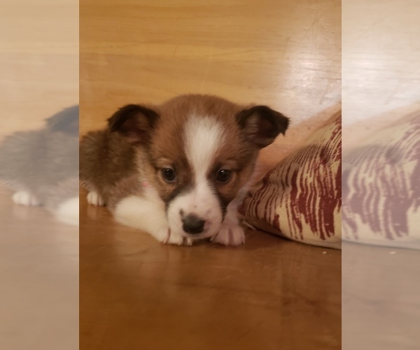 Medium Photo #2 Jack Russell Terrier Puppy For Sale in BRIGGSDALE, CO, USA